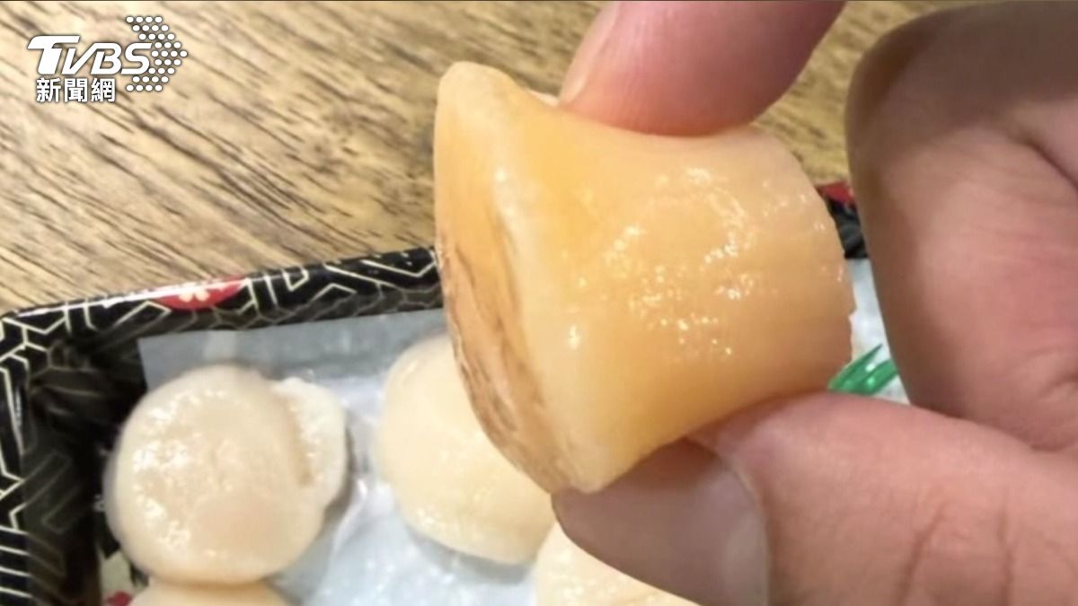 這種被稱為「赤玉干貝」的特殊品種，因攝取大量藻類而呈現橘色。(圖／TVBS)