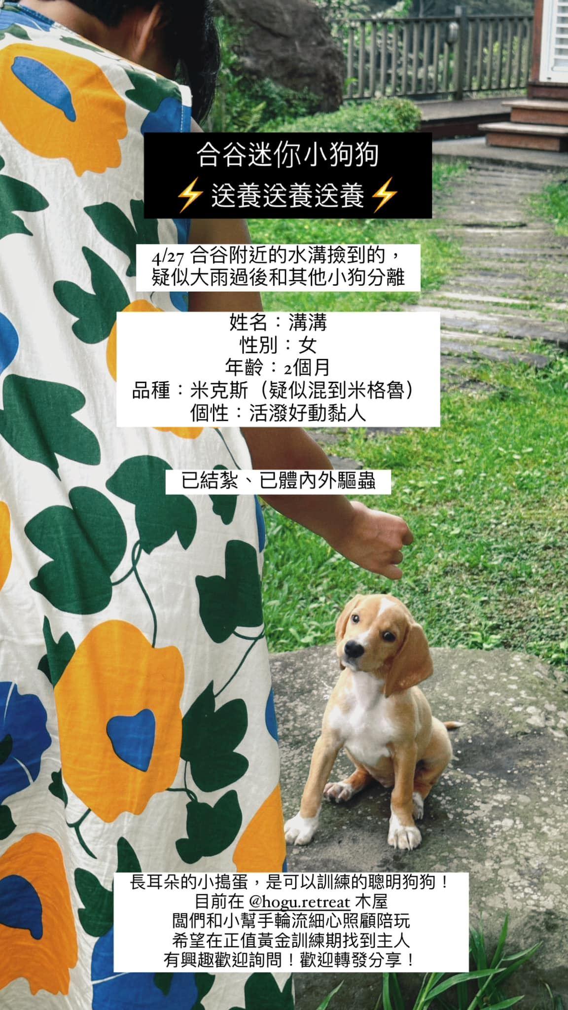 曾經有幫溝溝發送養文未遇到合適人選。（圖／民宿老闆提供）