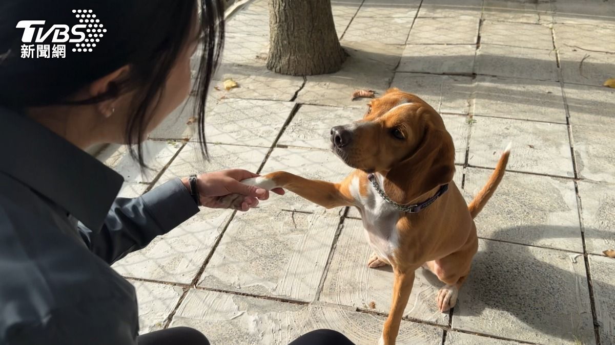 林倩誼一早到犬舍會跟溝溝做簡單服從訓練。（圖／程子奕攝）