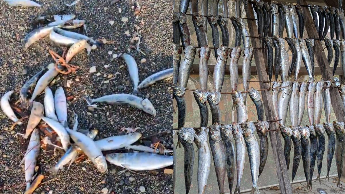 地震前兆?北海道沙灘「2000沙丁魚擱淺」 驚悚畫面曝