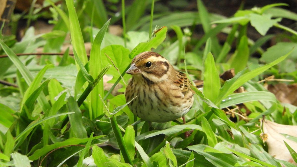 台中科博館喜見「稀有鳥種」現蹤 遠從西伯利亞來台過冬 館方籲:勿干擾