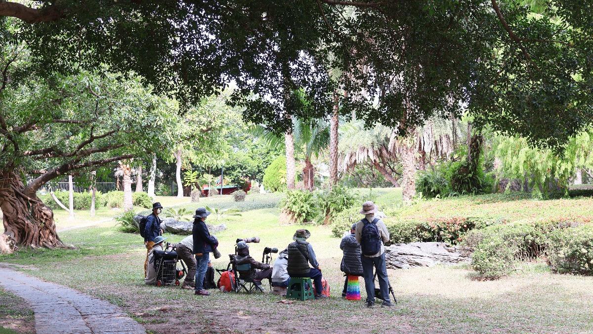 黃眉鵐難得在台中現身，吸引不少鳥友到科博館守候。圖／國立自然科學博物館