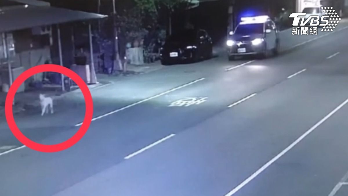 忠犬小白帶領警察叔叔找到阿嬤家。(圖/TVBS)