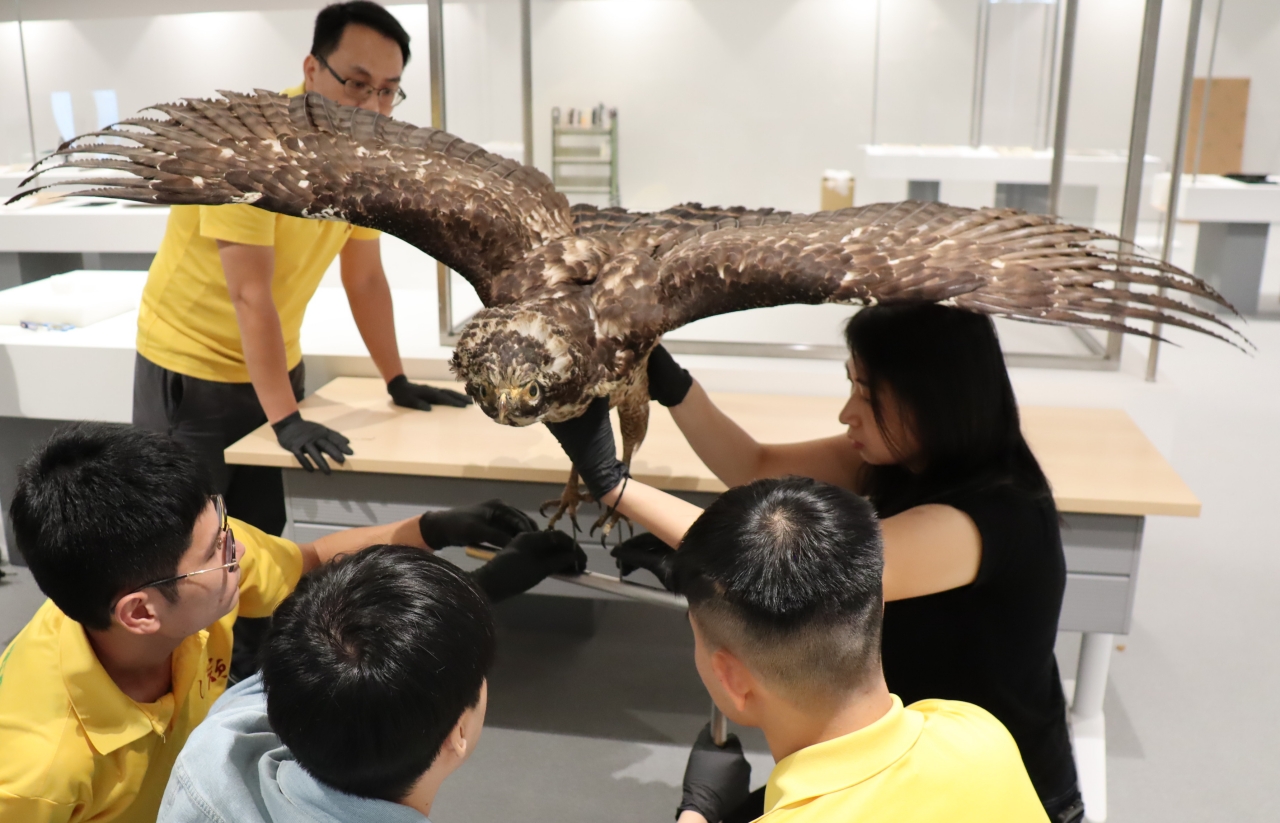「鳳頭蒼鷹標本」館方(右)協助佈展