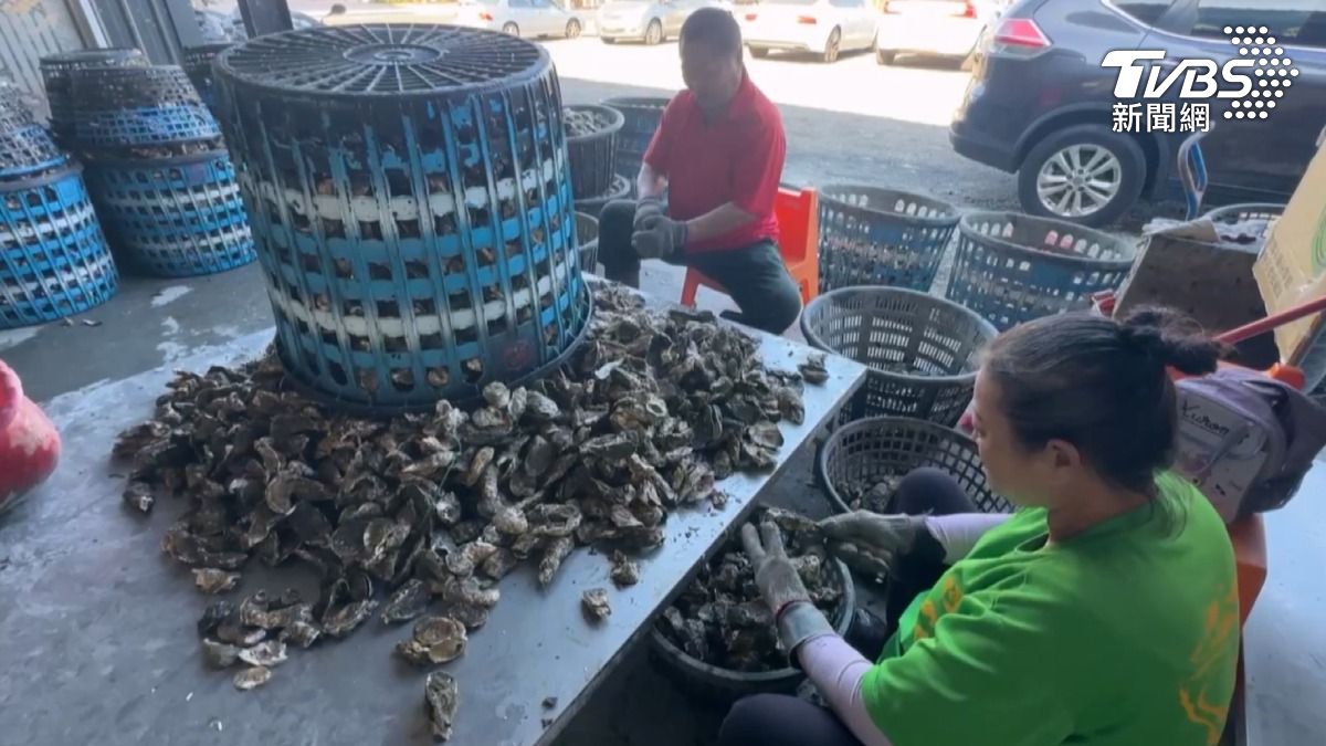 業者表示,蚵仔的最佳產季大約是在4月份到10月份,這段時間的蚵仔品質會比較好。(圖/TVBS)