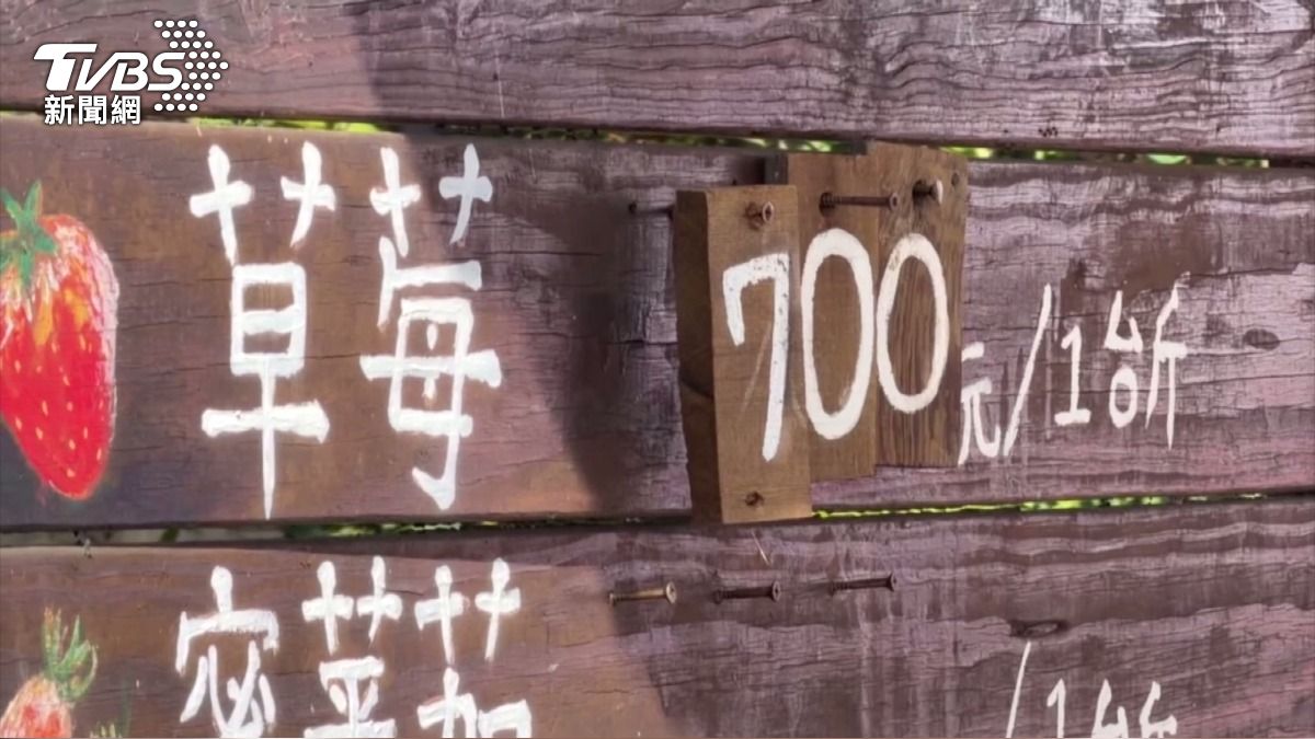 「草莓王國」登場　大湖一斤600元起。(圖／TVBS)