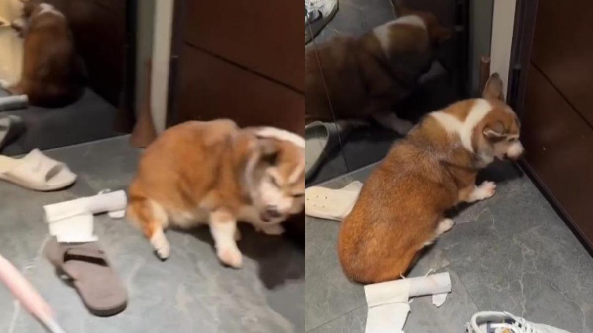 15歲柯基失智亂便溺被虐，飼主更稱要將其安樂死。（圖／翻攝自Threads）