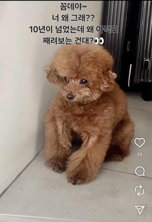 打針阿姨曾曬出疑似在Key家中的照片,還能看到其愛犬。(圖/翻攝自韓網)