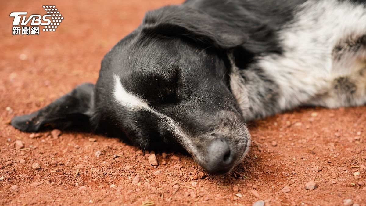 雲林男刀砍鄰居愛犬!土狗親自出庭 法官判無罪卻藏真情獨白