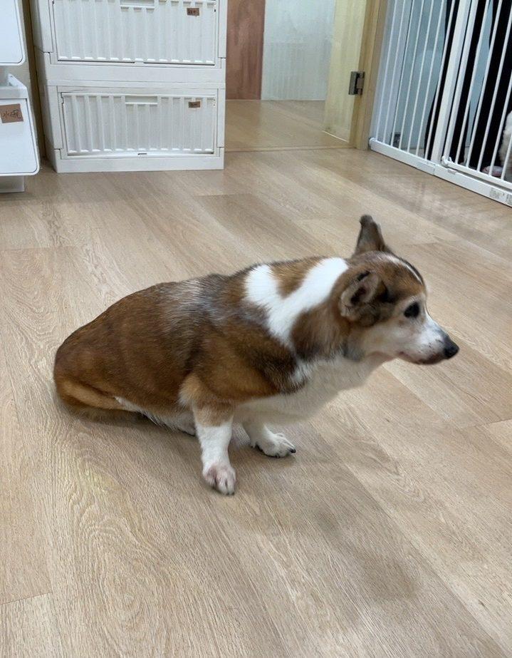 目前柯基犬已被動保處帶回安置。(圖/北市動保處)