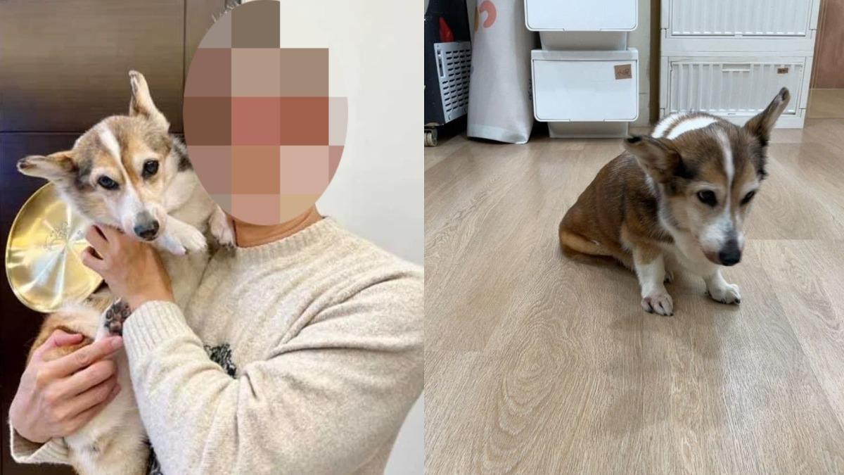 手搖飲老闆爆虐狗!牙醫配偶被炎上「挨轟切割」 深夜二度發聲