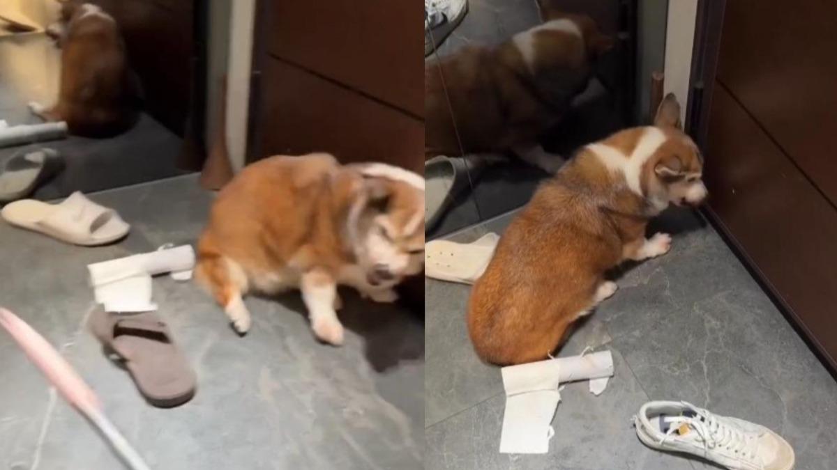 科基被飼主打到躲在牆角。（圖／翻攝網路）