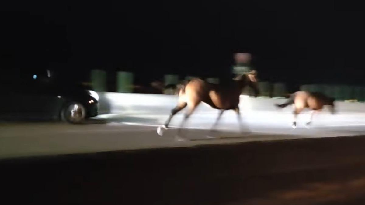 當時有輛轎車行駛於馬匹旁。(圖/翻攝自臉書後龍大小事)