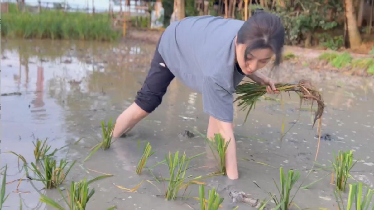 范冰冰毀滅重生!狼狽「赤腳插秧」畫面曝光 踩泥地被水蛭咬沒在怕
