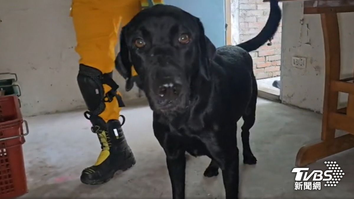 2搜救犬通過認證,可參與救災任務。(圖/TVBS)