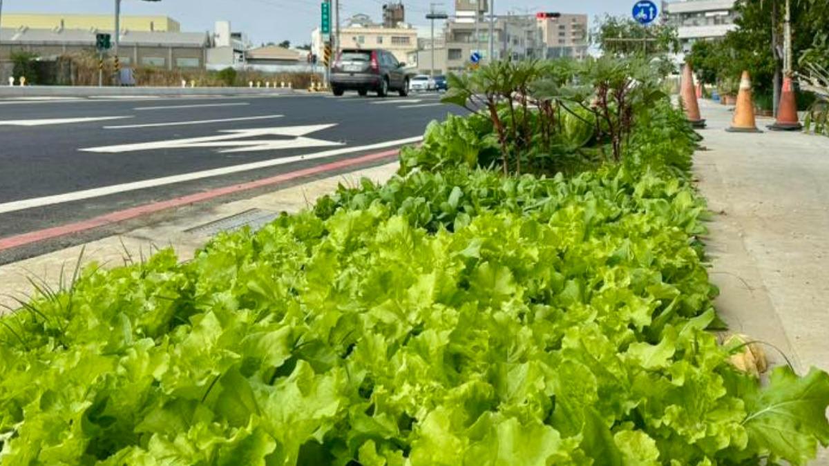 誰啦？台南人行道被種整排大陸妹、番茄　網笑翻：這條路很好吃