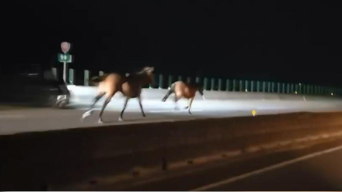 同一飼主馬匹3度闖西濱!這次遭小客車撞 1馬亡駕駛輕傷。(圖/FB 後龍大小事)