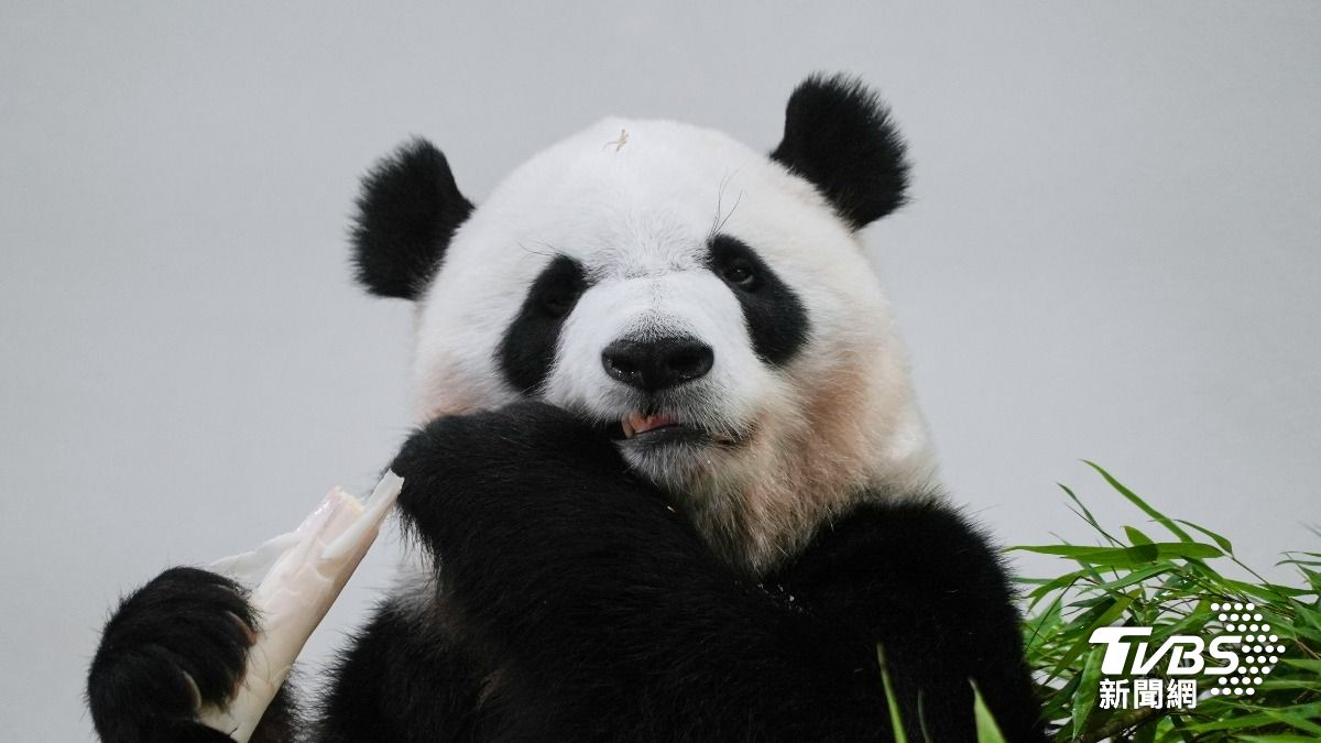 上野動物園兩貓熊明年還中國！學者：「台灣有事」恐導致未來沒貓熊