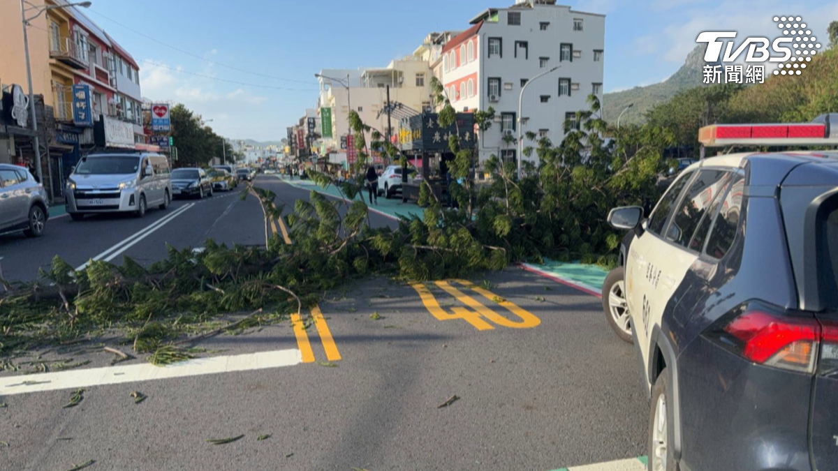 中央氣象署發布陸上強風警報,墾丁大街一棵巨型南洋杉被攔腰吹斷,橫倒在車道上。(圖/TVBS)