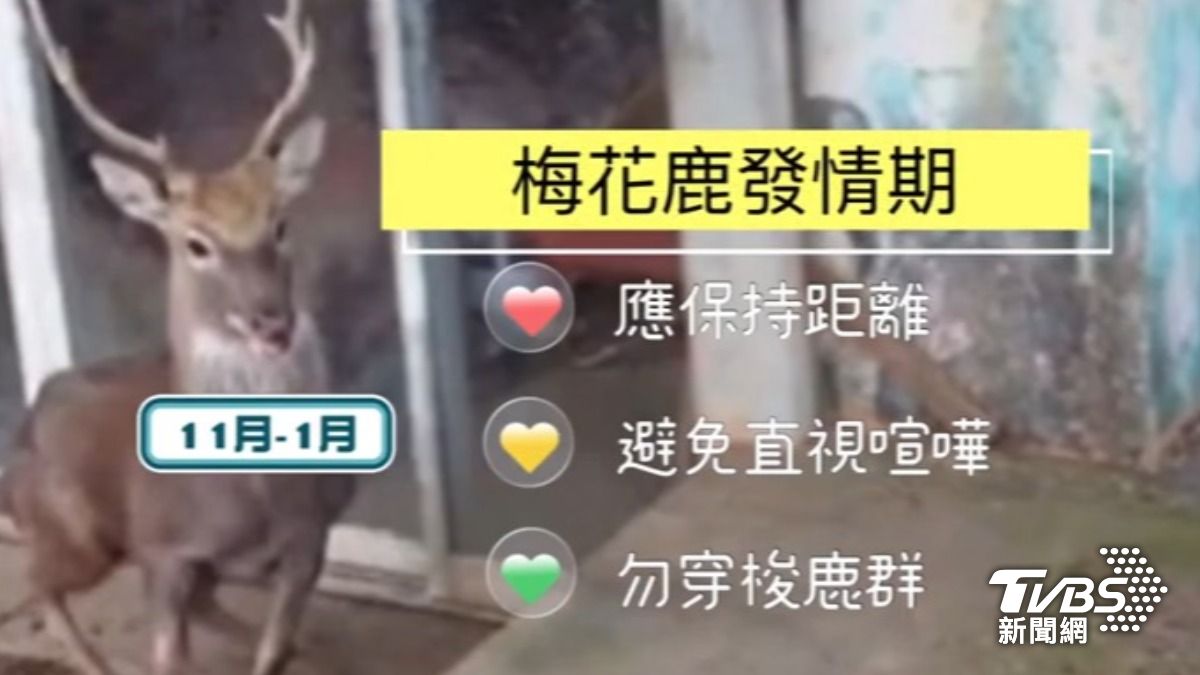 專家提醒梅花鹿發情期，民眾要避免近距離接觸。（圖／TVBS）