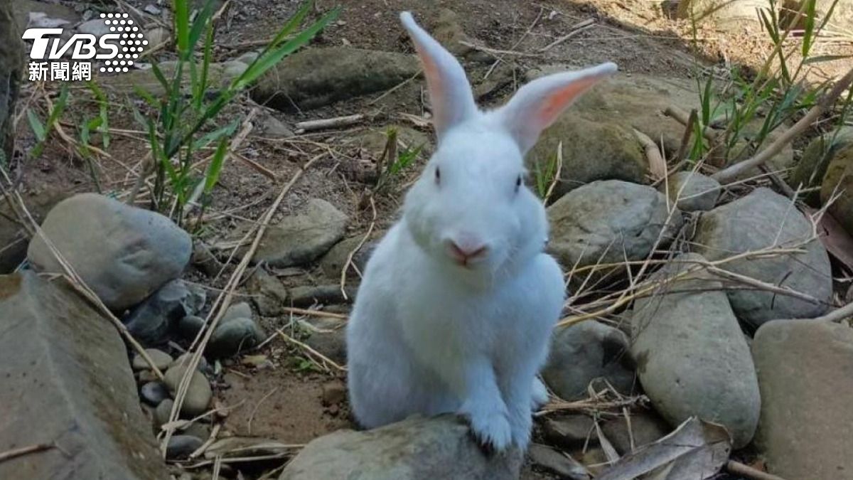 兔結紮亡! 飼主發文控要嘸監視器遭告 獸醫院駁對方條找麻煩 。(圖/TVBS)