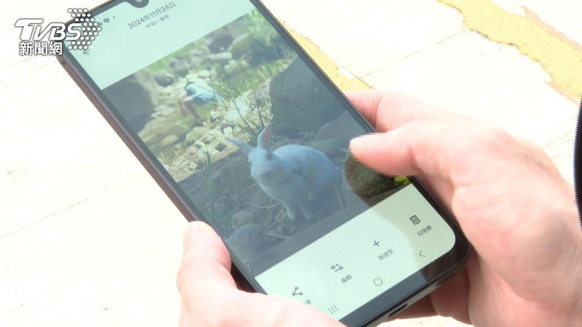 獸醫院發言人回應,兔子手術後已順利甦醒,是在加護病房跑跳過程中自己跌倒。(圖/TVBS)