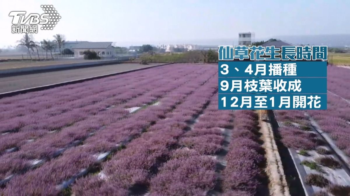 彰化花海盛開!遊客瘋拍雪白蕎麥,粉紫仙草田「違停塞爆」引民怨 。(圖/TVBS)