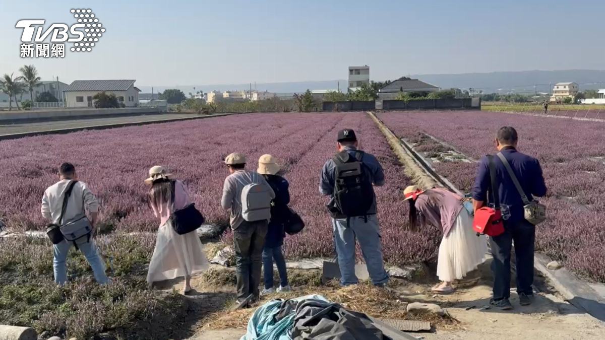 紫色花海爆紅!美到像「普羅旺斯」 假日擠爆違停引民怨