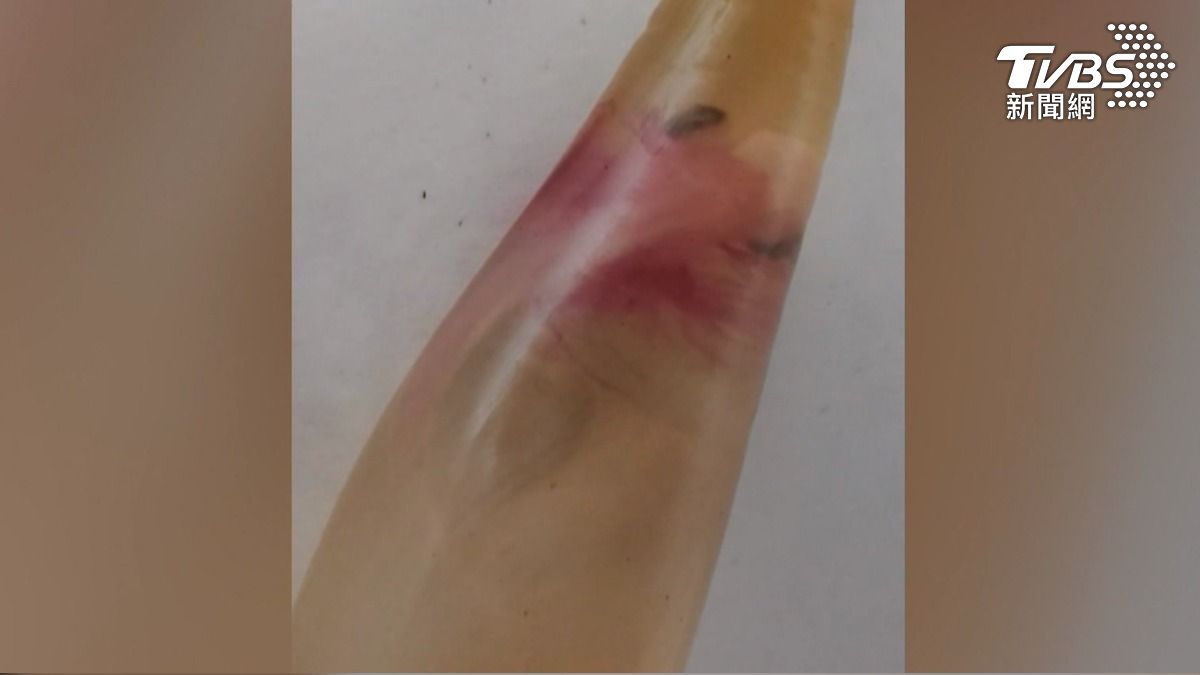 長期在魚市場工作的王小姐，第一次看到大眼長尾鯊的寶寶，希望能牠們能存活，趕緊把這些幼鯊送到成功水試所（圖／阿春水產提供）
