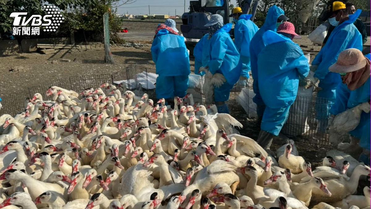 薑母鴨告急?雲林肉鴨場確診禽流感 5267隻全銷毀