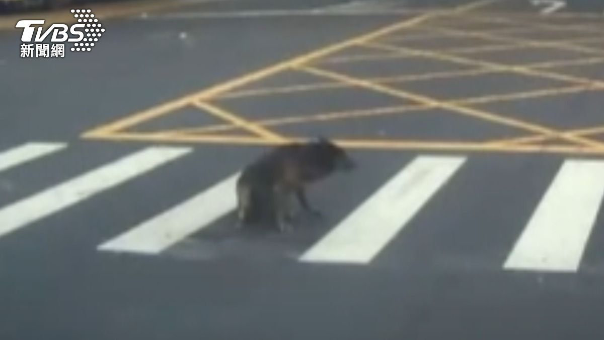 惡劣駕駛輾過小黑狗後加速逃逸,小黑狗一跛一跛離去引全網心疼。(圖/TVBS)