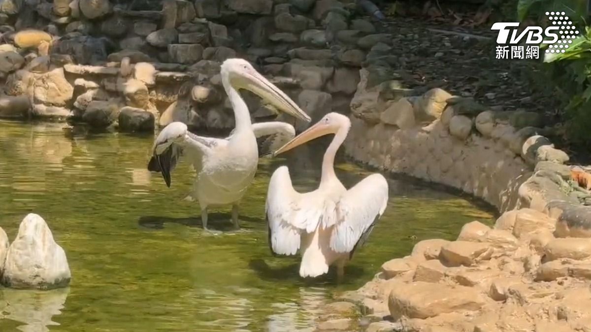 壽山動物園陸續有新成員來報到，擁有超級大嘴巴的雪白鵜鶘，以及其他可愛物種，未來也可能引進一些鳥禽類，和小食蟻獸（圖／TVBS）