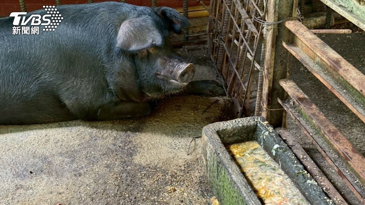 稽查人員前往查核時,發現飼料槽內大量廚餘,黑豬就在一旁活動,違規事證明顯。(圖/TVBS)