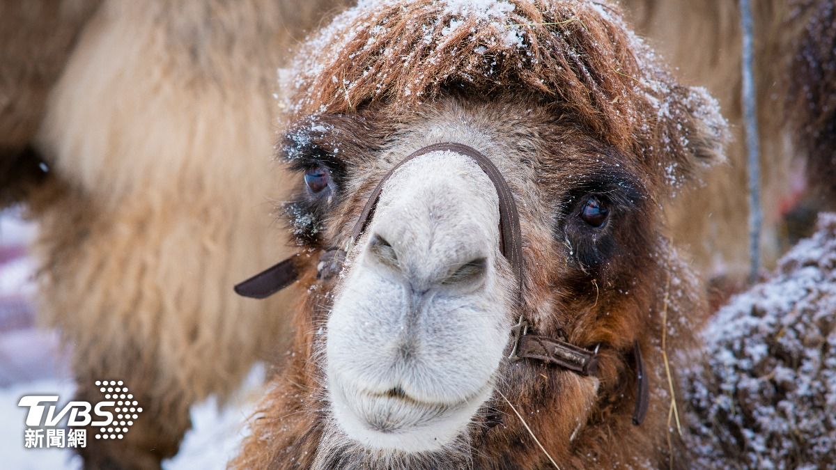 沙烏地阿拉伯下雪了!白雪罕見覆蓋黃沙 震撼奇景瘋傳