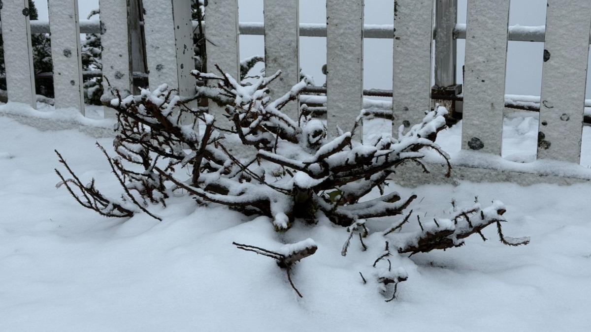 玉山北峰降雪，樹枝被冰雪覆蓋。（圖／中央氣象署）