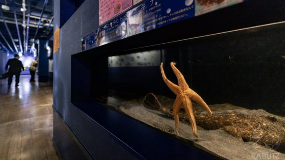 下班時間到!水族館海星「揮手掰掰」 全場笑瘋:準時收工的社畜