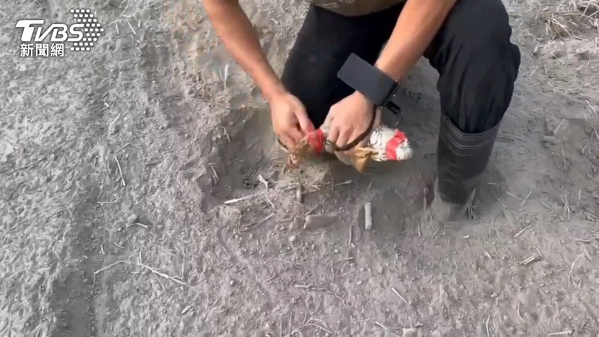 屏東縣開放民間獵人捕捉綠鬣蜥,今年前3名都領超過160萬元的禮券。(圖/TVBS)