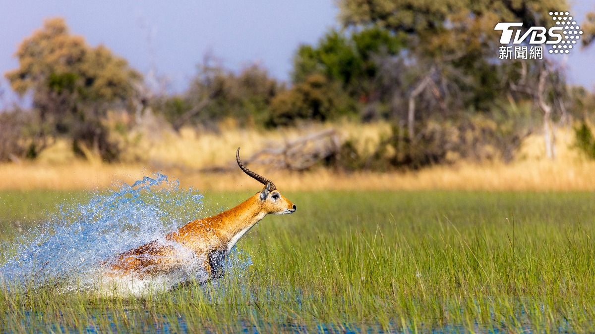波札那奧卡萬戈三角洲擁有豐富的野生動物景觀。(示意圖／shutterstock 達志影像)