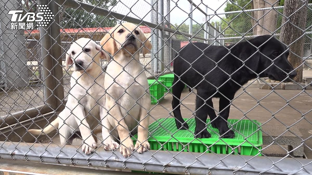 關務署自行育種，從小培養緝毒犬。（圖／TVBS）