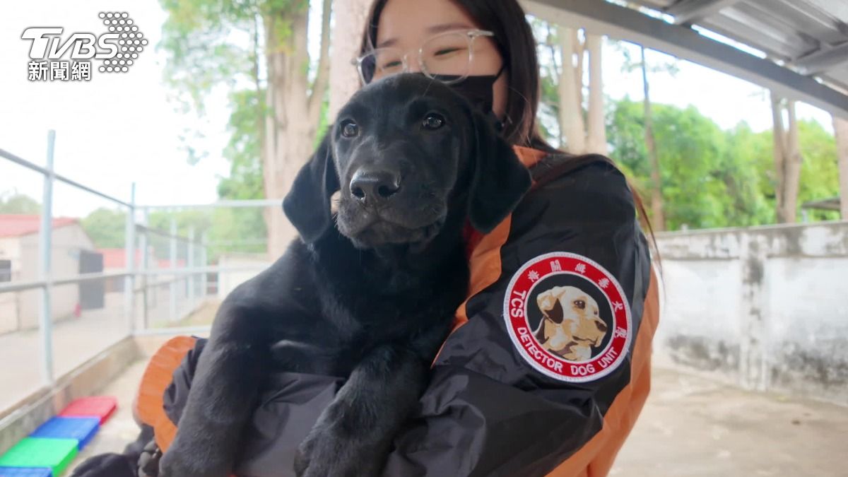 三個月大後，得靠寄養家庭幫忙把小小緝毒犬帶大。（圖／TVBS）