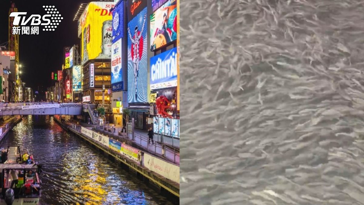 反常畫面曝!大阪道頓堀湧入大量魚群 日網憂:大地震前兆