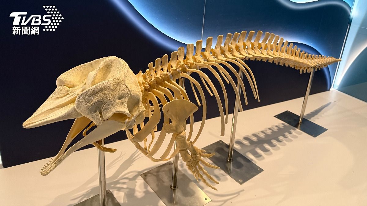 海生館「重返海洋」特展，現場陳列十餘件生物標本，包含領航鯨齒、抹香鯨齒、侏儒抹香鯨骨骼標本等。(圖/屏東海生館)