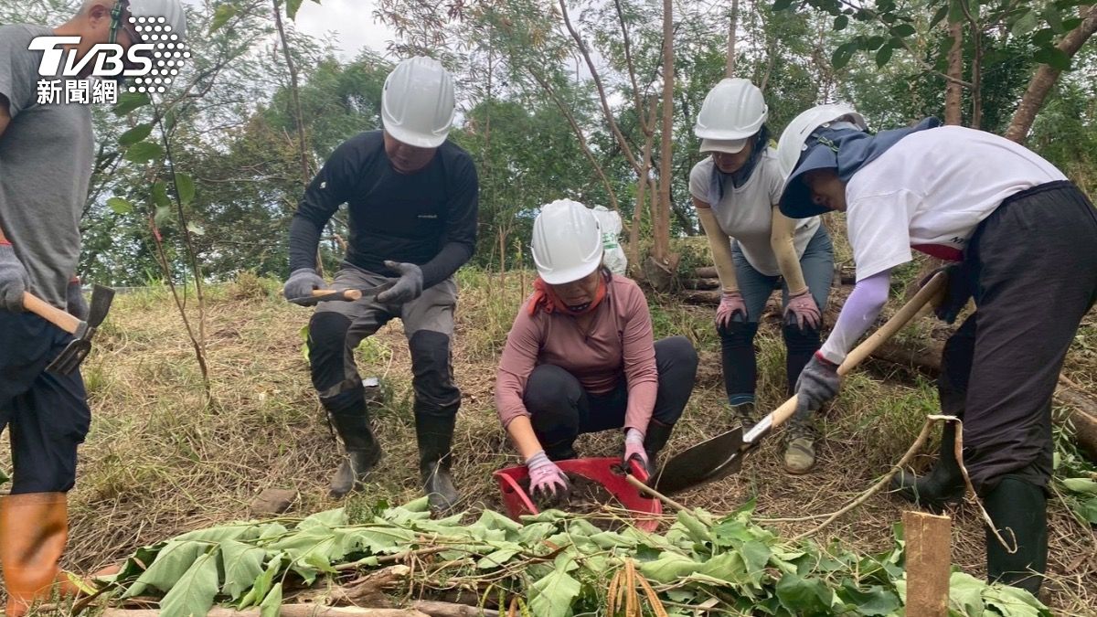 志工製作等高線植栽床，並砍除外來種銀合歡，輔以原生樹種在地復育。（圖／TVBS）