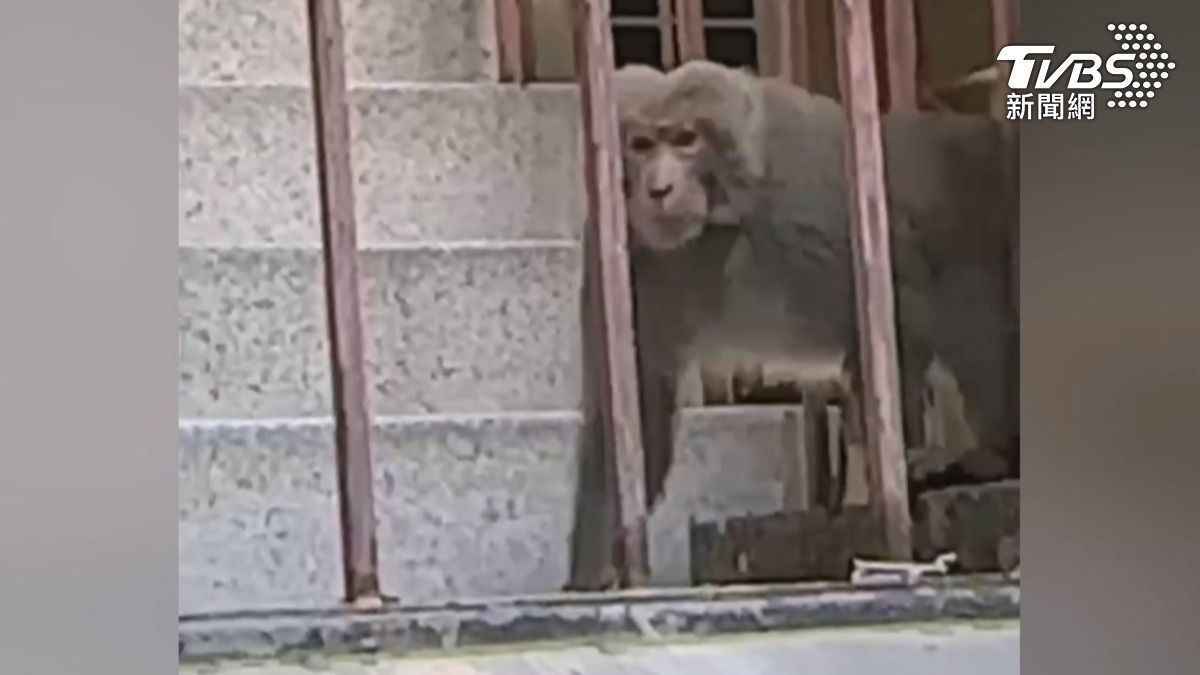 一隻大獼猴出現在苓雅區信義國小附近的商辦大樓,居民發現後立即通報尋求協助。(圖/TVBS)
