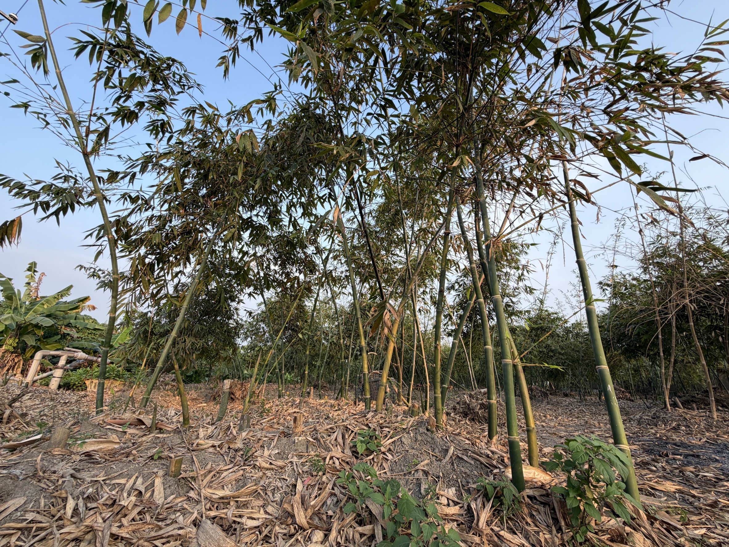 屏東廢竹難就地破碎 鍾佳濱籲筍農成立產銷班因應