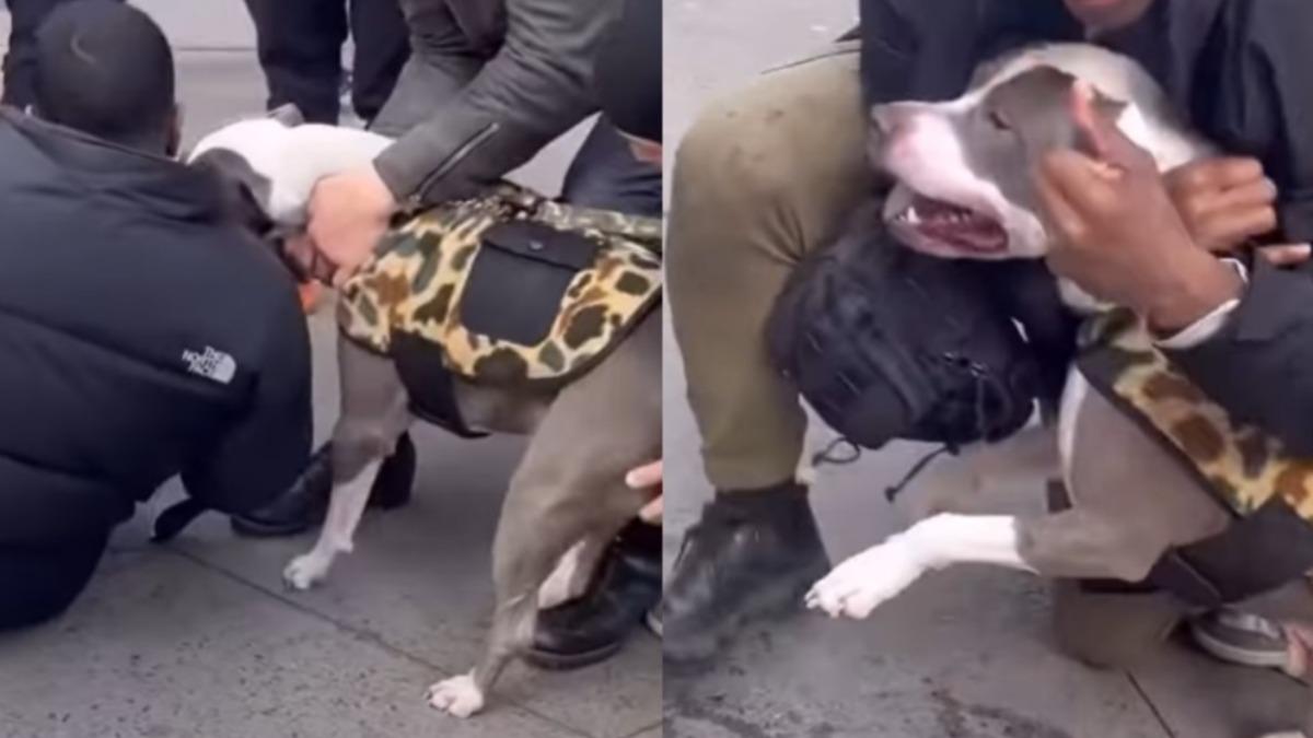 有片/比特犬紐約街頭狠咬1歲童不鬆口 目擊者嚇:腿上一個洞