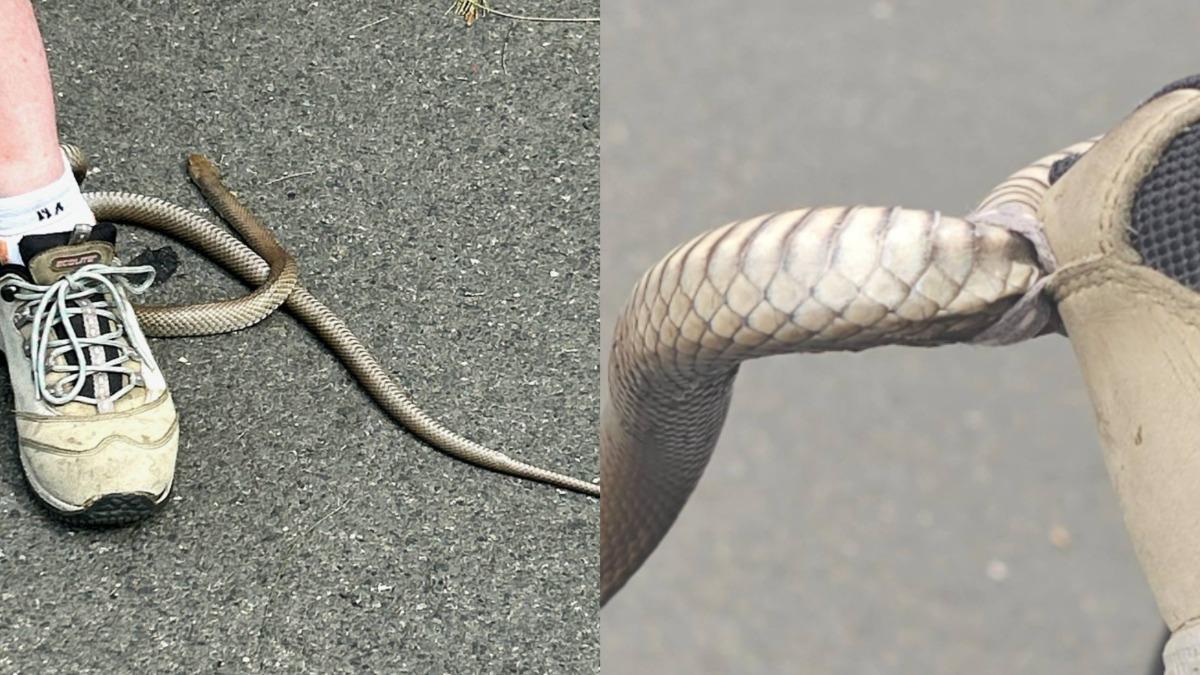 蛇牢牢卡在球鞋扣環上。(圖/翻攝自Reptile Relocation Sydney FB)