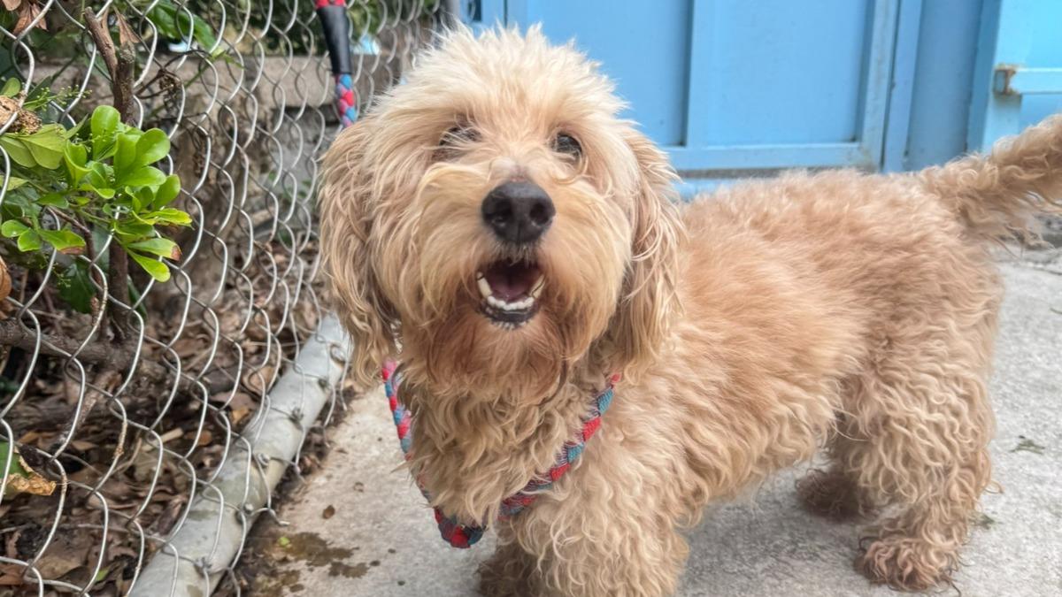 一週吸33萬觀看！萌犬「米克斯」臉書爆紅　揮別收容所擁幸福