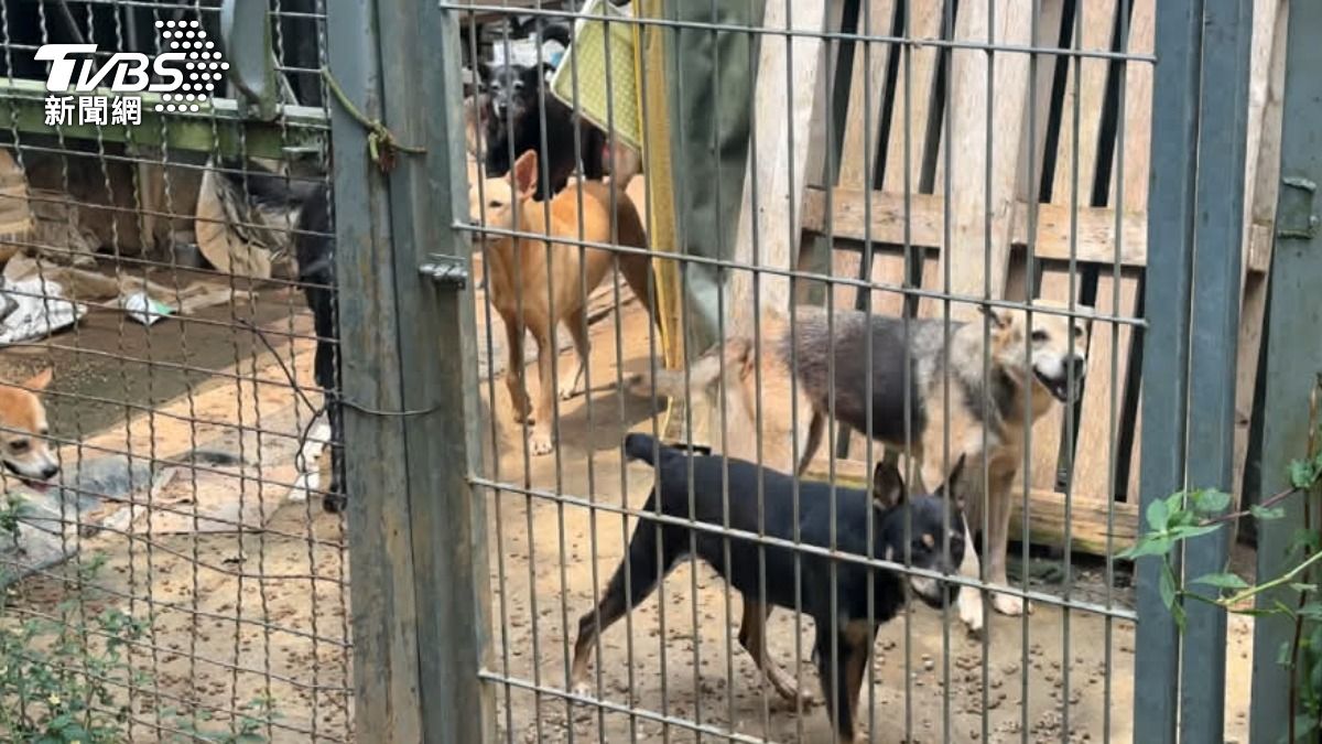 狗園狗屍遍地,飼主花5萬寄養竟換悲劇。(圖/TVBS資料畫面)