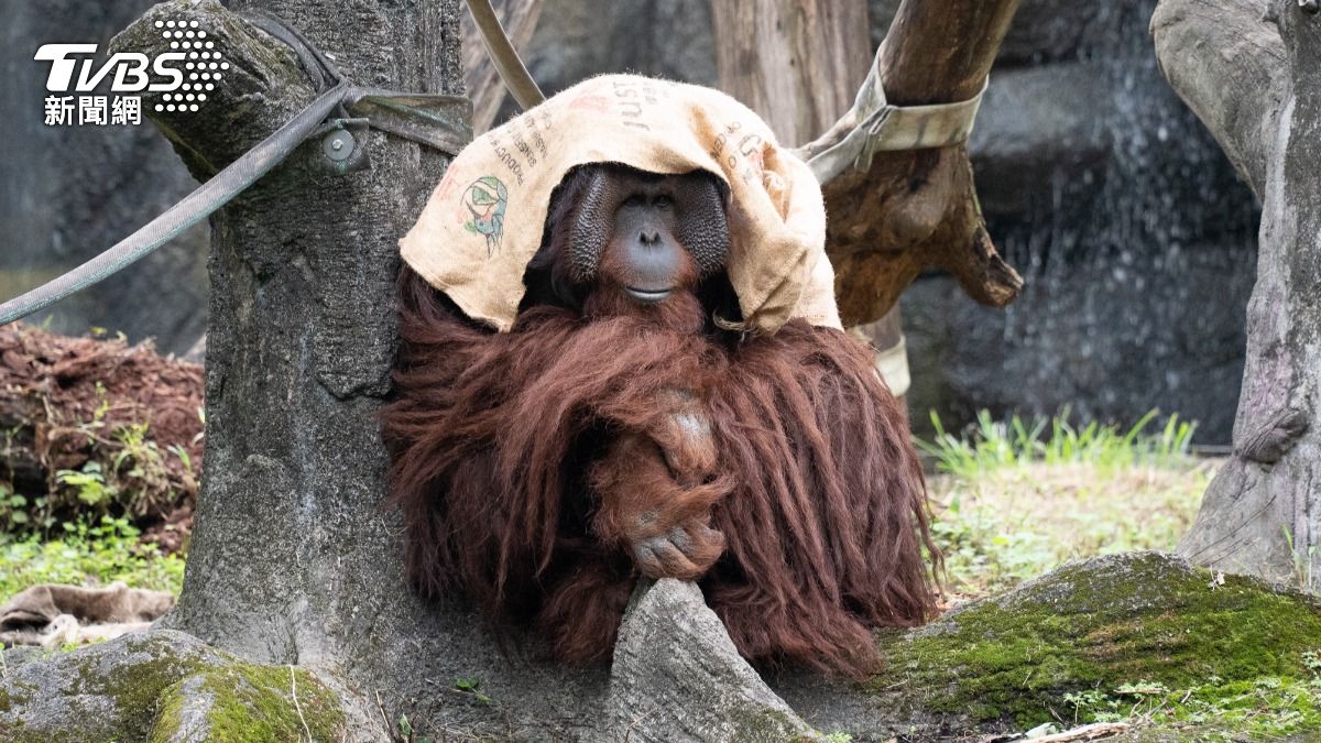 冷氣團報到動物也怕冷 木柵動物園紅毛猩猩「頭披麻布袋」超時尚